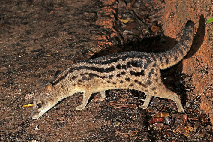 Là loài động vật đặc hữu chỉ được tìm thấy ở đảo Madagascar, cầy hương Madagascar có kích thước nhỏ bé và vẻ ngoài dễ thương. Trong số các loài động vật trên Trái đất, loài cầy hương Madagascar nắm giữ kỷ lục có thời gian "yêu" dài nhất.