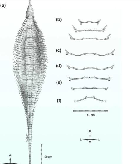 Mặc dù mang đặc điểm của loài Aetosaur nhưng quái thú 218 triệu năm tuổi cũng có những đặc điểm mới. Việc tìm thấy bộ xương của loài này ở khu vực Texas cho thấy nơi đây từng có nhiều con Aetosaur sinh sống.