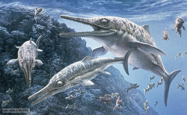 Ngoài hóa thạch Alienacanthus tìm thấy ở Ba Lan, các chuyên gia đã tìm thấy một số hóa thạch tương tự của loài này ở Morocco.