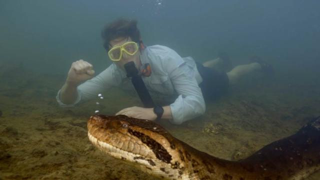 Người dẫn chương trình truyền hình, giáo sư người Hà Lan Freek Vonk đã phát hiện ra con trăn Anaconda xanh phương Bắc nặng khoảng 200 kg và dài gần 8m trên. Ông cho hay không cảm thấy sợ hãi khi tiếp cận con vật to lớn này.