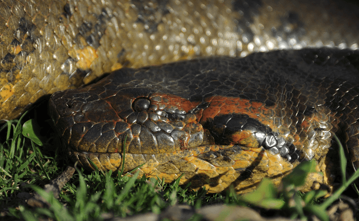 Phần lớn thời gian loài trăn Anaconda xanh bơi dọc theo các con sông để tìm thức ăn. Chúng tiêu diệt con mồi bằng cách quấn chặt thân khiến con vật bị ngạt thở hoặc vỡ nội tạng dẫn đến tử vong. Sau đó, trăn anaconda sẽ nuốt chửng con mồi để thỏa mãn cơn đói.