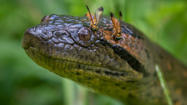 Khi trưởng thành, mỗi con Anaconda xanh có thể dài hơn 10m và nặng hơn 250 kg.