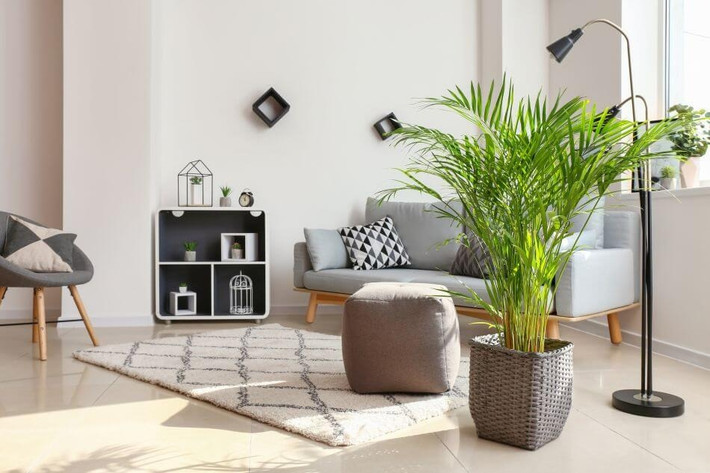 2. Cây cau cảnh. Cây cau cảnh là loại cây phong thủy được nhiều người ưa thích vì nó giúp thu hút năng lượng tích cực, là một sự lựa chọn hoàn hảo cho phòng khách nhà bạn. Bạn chỉ cần đảm bảo chọn một loại cây có kích thước phù hợp với căn phòng và vị trí đặt cây đủ rộng rãi để nó có thể phát triển. Cây cau cảnh ưa ánh sáng bán phần và chỉ cần tưới nước khi đất khô.