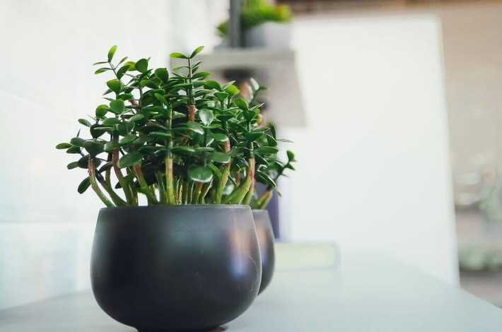 7. Cây ngọc bích. Cây ngọc bích có lá hình đồng xu nhưng mềm mại với màu xanh lá cây rực rỡ. Cây ngọc bích được coi là một trong những loại cây phong thủy tốt lành nhất và đặc biệt thích hợp ở bất kỳ vị trí nào trong phòng khách.