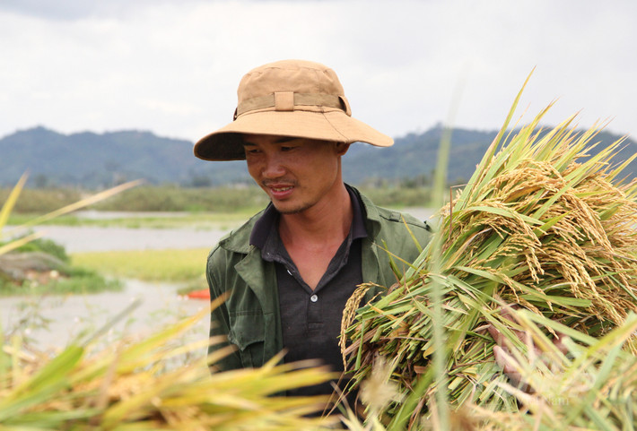 Tương tự gia đình anh Nguyễn Duy Trung (ngụ xã Đăk Liêng) cũng đang tất bật thu hoạch hơn 1 ha lúa đang bị ngập nước. Theo anh Trung do nước lên bất ngờ, người dân đa số gặt lúa cho gia đình nên rất khó tìm nhân công, nếu tìm được cũng phải trả 250.000 đồng/ngày. "Thu lúa non nhưng bị ngập sâu nên năng suất sẽ giảm cộng với tiền thuê nhân công gặt lúa cao thì gia đình coi như vụ này lỗ", anh Trung nói.