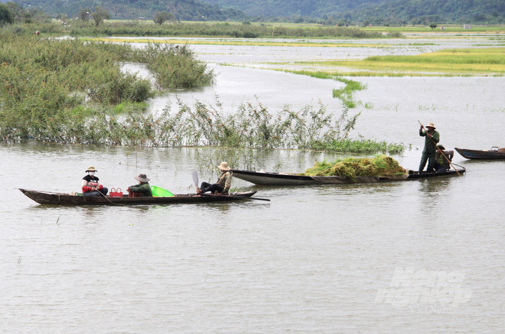 Ông Nguyễn Viết Quang, Trưởng phòng Nông nghiệp và Phát triển Nông thôn huyện Lăk cho biết, địa phương đã thành lập tổ công tác thống kê thiệt hại của người dân. "Khi có số liệu cụ thể, địa phương sẽ đưa phương án hỗ trợ những gia đình có diện tích hoa màu bị ảnh hưởng", ông Quang nói.