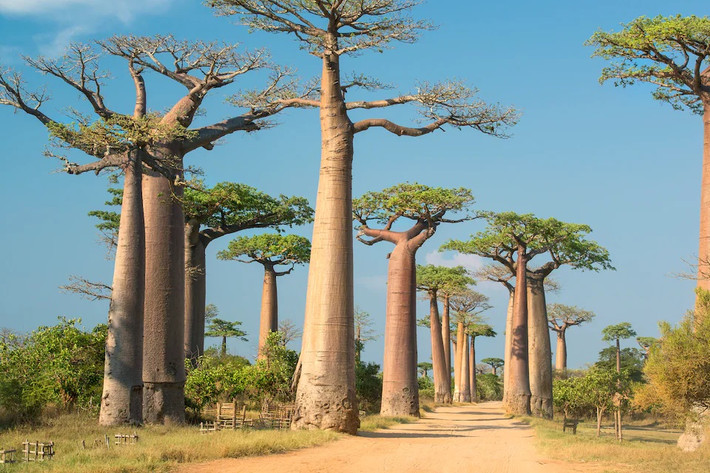 Con đường nổi tiếng này được gọi là đại lộ bao báp Madagascar. Những cây bao báp nổi bật trên con đường này đã thu hút du khách từ khắp nơi trên thế giới, khiến nó trở thành một trong những địa điểm được ghé thăm nhiều nhất trong khu vực. Ảnh: IStock.