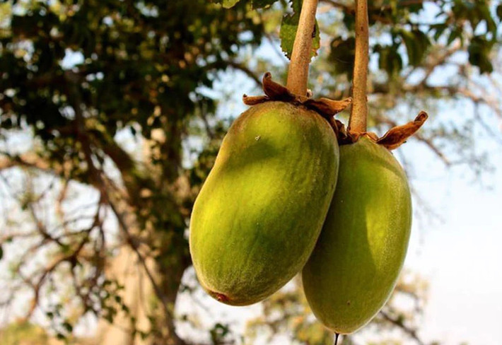Cây bao báp là hình ảnh của châu Phi và nó có ảnh hưởng đến đời sống người dân của châu lục này. Vỏ cây bao báp có thể dùng để bện thành dây thừng. Lá và quả cây được dùng làm thức ăn. Ảnh: Aduna.