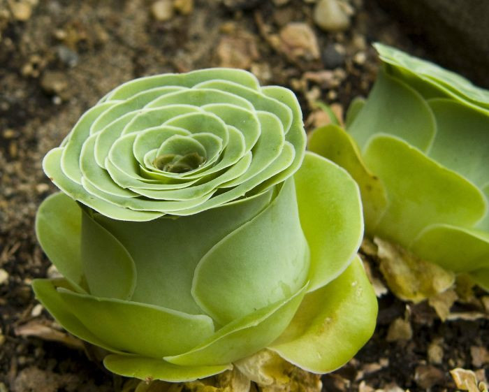 Loài thực vật kỳ lạ này được gọi là Greenovia Dodrentalis, là một loài cây trong họ thực vật mọng nước hay thực vật béo. (Nguồn Bored Panda)