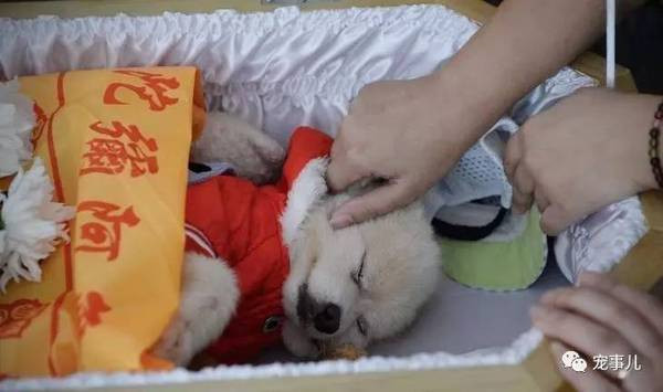Khi được đem đi liệm, những con chó sẽ được tắm rửa, cắt lông thật sạch sẽ, thơm tho, mặc những bộ trang phục mới nhất, đẹp nhất, trong quan tài cũng chất đầy những món đồ chơi mà khi còn sống chúng yêu thích. (Nguồn Sohu)