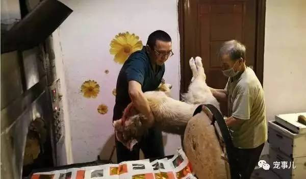 Vì nhu ngày một cao nên ngành dịch vụ hậu táng, hỏa táng cho thú cưng mọc lên ngày một nhiều ở Trung Quốc. (Nguồn Sohu)