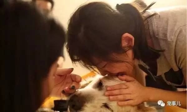 Trong ảnh là một con chó cưng đang nói lời tạm biệt cuối cùng với chủ nhân của mình. Cảnh tượng khiến nhiều người thương tâm, xót xa. (Nguồn Sohu)