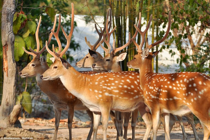 Đảo hươu, nằm ở phía tây trung tâm của Honshu, hòn đảo lớn nhất của Nhật Bản. Đảo Nara hay còn gọi là đảo hươu là nơi có hơn 1200 con hươu sinh sống. Những con hươu được cho là những con vật thiêng liêng của người dân địa phương, chính vì thế chúng tự do sinh sản, phát triển. (Nguồn Dailymail)