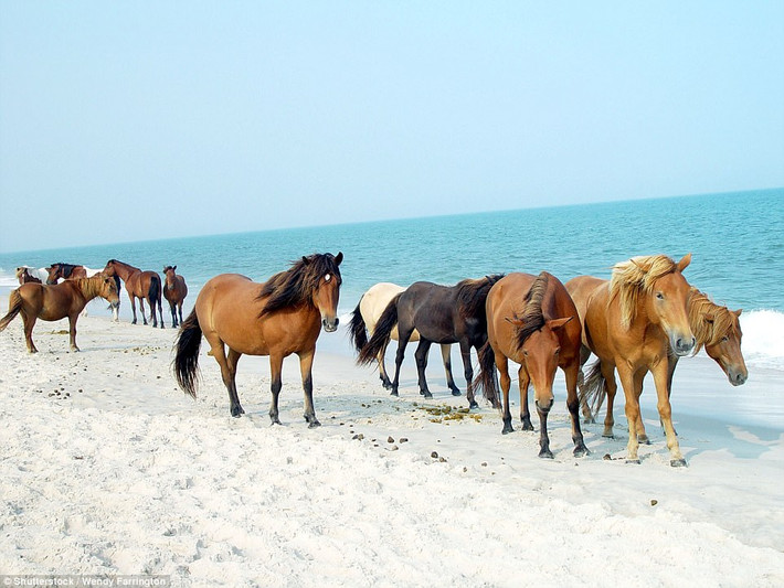 Đảo ngựa, hòn đảo Assateague ở Mỹ là quê hương của hơn 300 chú ngựa hoang dã. Tại đây, chúng sống khá thoải mái, không phụ thuộc. Chúng cũng không sợ người, tuy nhiên muốn tiếp xúc gần với những con ngựa hoang dã này, không phải dễ dàng. (Nguồn Dailymail)