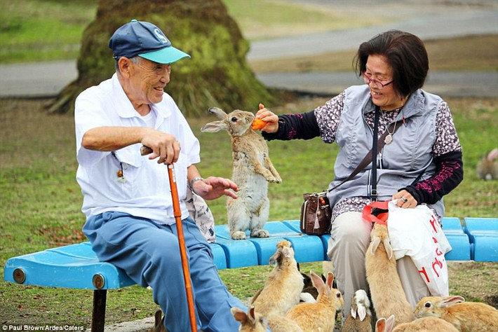 Tại đảo thỏ, những con thỏ hoang dã rất thân thiện và hiếu khách, thậm chí còn bạo dạn tiếp cận du khách để xin thức ăn. (Nguồn Dailymail)