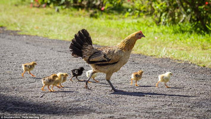 Đáng nói là, cho đến ngày nay, nguồn gốc của những con gà hoang dã vẫn còn là một bí ẩn. Người dân trên đảo ưa thích, yêu quý chúng vì những con gà giúp họ loại bỏ các loài rết độc. (Nguồn Dailymail)