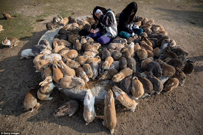 Đảo thỏ, có tên chính thức là Okunoshima, là một hòn đảo nhỏ ngoài khơi tỉnh Hiroshima, Nhật Bản. Nơi đây có hàng trăm con thỏ hoang dã sinh sống. (Nguồn Dailymail)