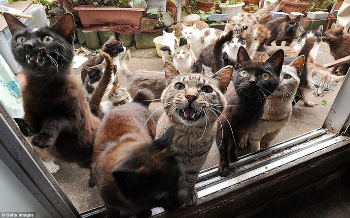 Đảo mèo, hay còn có tên chính thức là đảo Tashirojima, Nhật Bản. Được biết trên đảo mèo, số lượng mèo còn nhiều hơn cả số người sinh sống trên đảo. Tuy nhiên, chúng vẫn được người dân địa phương đánh giá cao vì niềm tin rằng mèo mang lại may mắn. (Nguồn Dailymail)