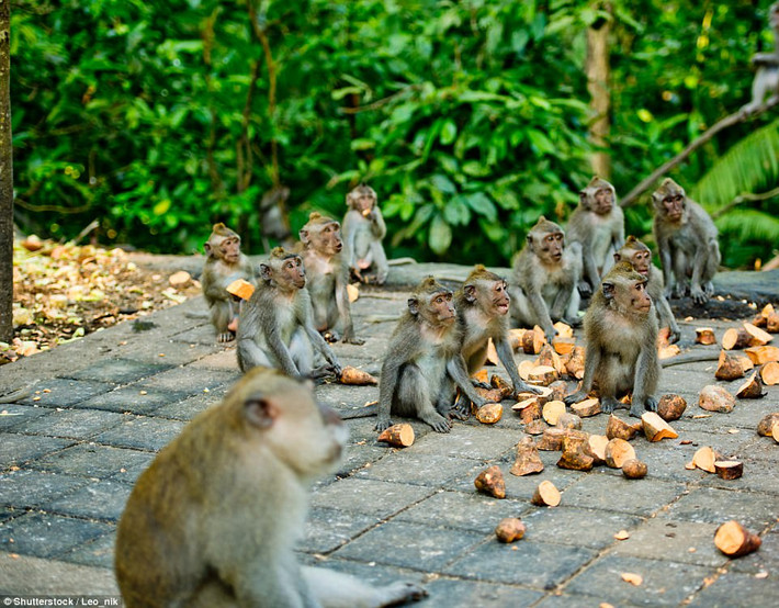 Đảo khỉ, nằm ở Ubud, Bali, Indonesia, là nơi có hơn 600 con khỉ hoang dã sinh sống tự do, thoải mái. Du khách khắp thế giới rất thích thú khi được nhìn ngắm và tương tác với chúng. Tuy nhiên họ bị cắn, giật tóc, giật quần áo là chủ yếu. (Nguồn Dailymail)