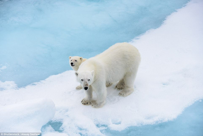 Vịnh gấu Bắc cực, có tên chính thức là vịnh Hudson ở Churchill, Manitoba. Đây là nơi có rất nhiều gấu Bắc cực lựa chọn là nơi trú ẩn an toàn của chúng. Du khách có thể tương tác với những con gấu trắng tuyệt đẹp này khi họ sử dụng một chiếc xe chuyên dụng có cấu tạo đặc biệt. (Nguồn Dailymail)