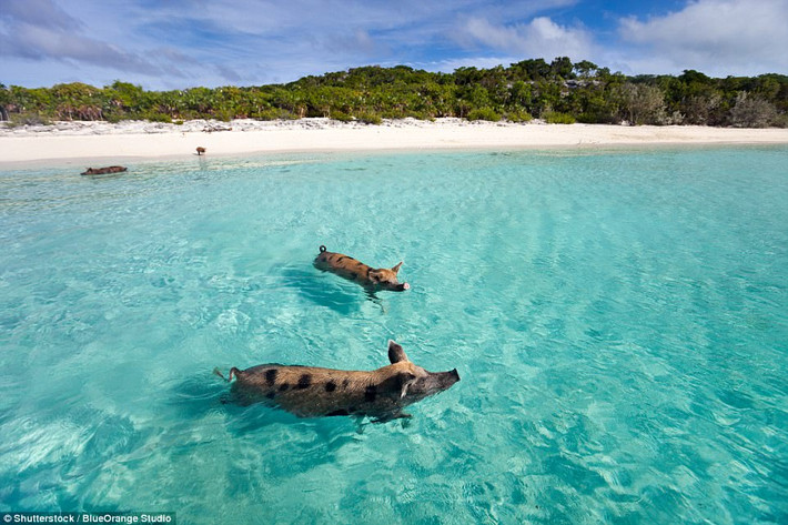 Đảo lợn, trên một hòn đảo nhỏ không có người ở vùng Exuma của Bahamas, những con lợn sống một cuộc đời mơ ước, hoàn toàn không bị săn giết. Khách du lịch có thể đến đây bằng thuyền để ăn và chơi với chúng. (Nguồn Dailymail)