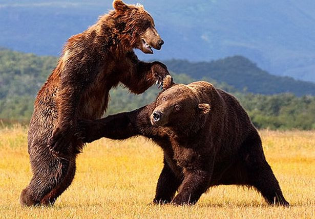 Trong những trận huyết chiến của gấu mẹ, hầu hết sự hung dữ được kích thích bởi bản năng làm mẹ sẽ giúp gấu mẹ bảo vệ được đàn con nhỏ bé, yếu ớt của mình. (Ảnh: Mirror)