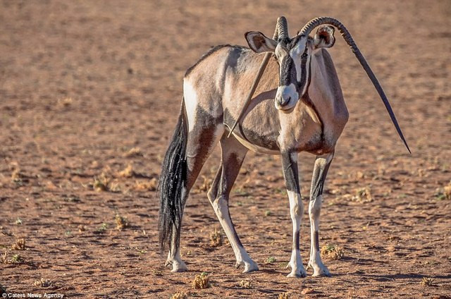 Tại Namibia, châu Phi, người ta cũng phát hiện ra một con linh dương có sừng kỳ lạ, khác hẳn với đồng loại của mình. Cặp sừng của nó khôn hướng lên trời mà cong gập xuống đất, cực kỳ bắt mắt. (Ảnh: Dailymail)