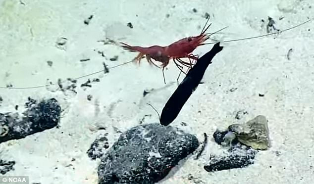 Các nhà khoa học gọi cảnh tượng tôm khủng mổ bụng cá rồng và phát hiện một con cá nhỏ hơn trong bụng nạn nhân của mình là một "cảnh tượng ma thuật". (Nguồn Sina)