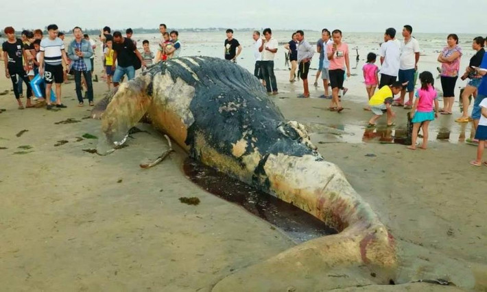 Sau khi nhận được báo cáo, các cơ quan có chức năng đã vội vã đến hiện trường để xem xét, điều tra. Qua điều tra sơ bộ, con cá voi không có thương tích nghiêm trọng, không có dấu hiệu bị săn giết. (Nguồn Sina)