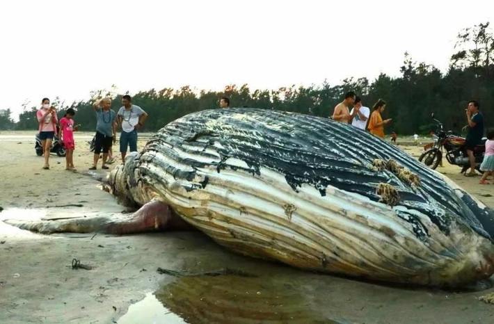 Ban đầu, các chuyên gia xác định con cá voi xấu số đã chết ít nhất 2 ngày trước khi xác bị đẩy vào vùng nước nông và bị mắc cạn, phơi xác thảm thương trên bãi biển. (Nguồn Sina)