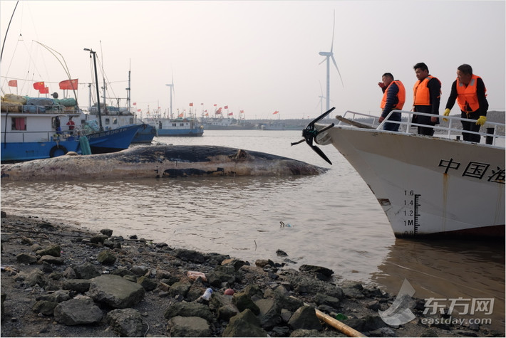 Cá voi tấm sừng được đặc trưng bởi có tấm sừng lọc thức ăn từ nước, thay vì có răng. Điều này phân biệt chúng với phân bộ cá voi khác, cá voi có răng hoặc Odontoceti. (Nguồn Sina)