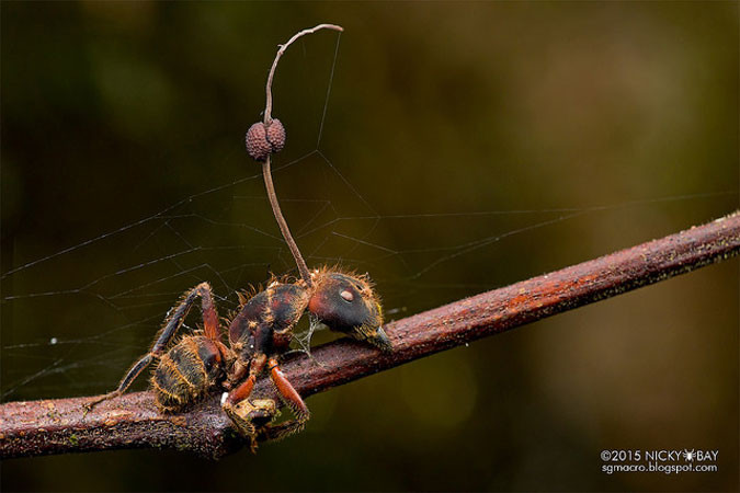 Nấm ký sinh Ophiocordyceps, đây là một trong những loài ký sinh nổi tiếng nhất bởi thủ đoạn tàn độc của mình. Chúng không phát tán theo cách thông thường như các loài khác mà dùng cơ thể của những con kiến để sinh tồn, phát triển. (Nguồn Africa Geographic)