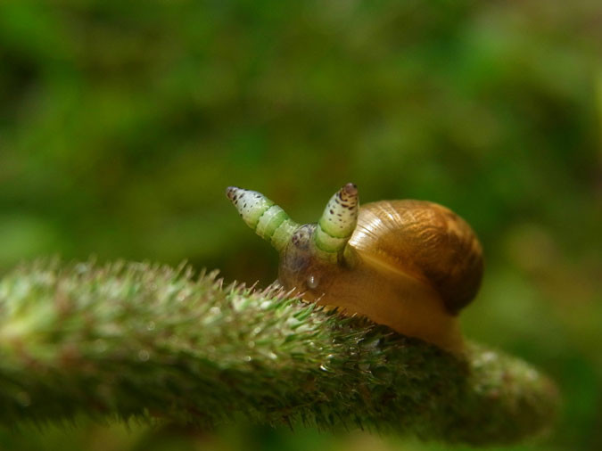 Một trong những loài ký sinh trùng đáng sợ nhất là loài ký sinh trùng có tên Green Banded Broodsac, tên khoa học là Leucochloridium paradoxum). Loài ký sinh trùng này tồn tại trong ruột chim và được phân tán qua chất thải của chim. Khi những con ốc sên xui xẻo ăn phải những ký sinh trùng này, chúng sẽ chính thức bước vào giai đoạn làm nô lệ cho loài ký sinh trùng ghê độc ác. (Nguồn Africa Geographic)