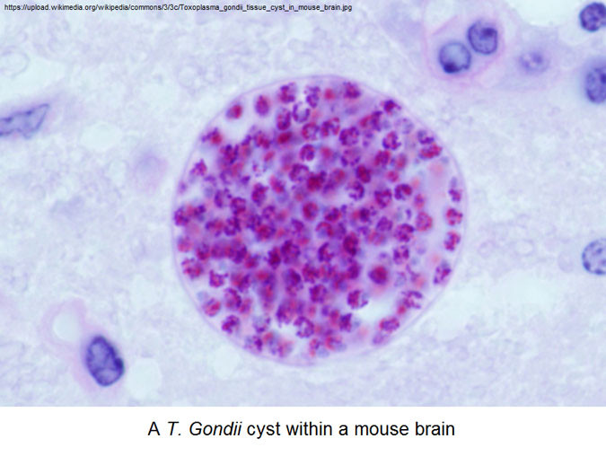 Trùng Toxoplasmosis, tên khoa học là Toxoplasma gondii, là một loại sinh vật đơn bào. Đáng nói, sinh vật đơn bào này chỉ có thể sinh sản trong ruột mèo. Nhưng làm thế nào một sinh vật cực nhỏ, không có chân có thể tìm đường đến thành ruột từ con mèo này đến con mèo khác? Câu trả lời nằm ở con mồi ưa thích của mèo: Chuột. (Nguồn Africa Geographic)