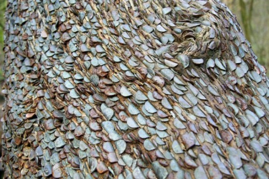 Dần dần, những ước muốn không dừng lại ở việc khỏe mạnh, người ta khảm những đồng xu lên cây còn để cầu may mắn, cầu hạnh phúc, sung túc, đủ đầy. (Nguồn: Boredomtherapy)
