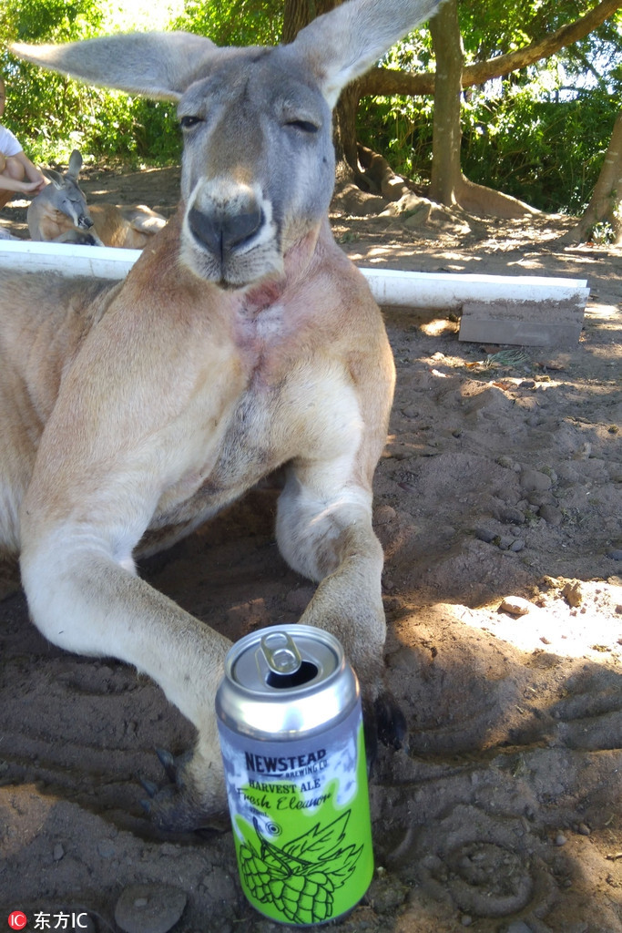 Anh Adam Bridgess, sống ở thành phố Brisbane, Australia đã chụp được hình ảnh một con kangaroo lim dim như đang say bia sau khi thó được lon bia từ những du khách mất cảnh giác quanh đó.
