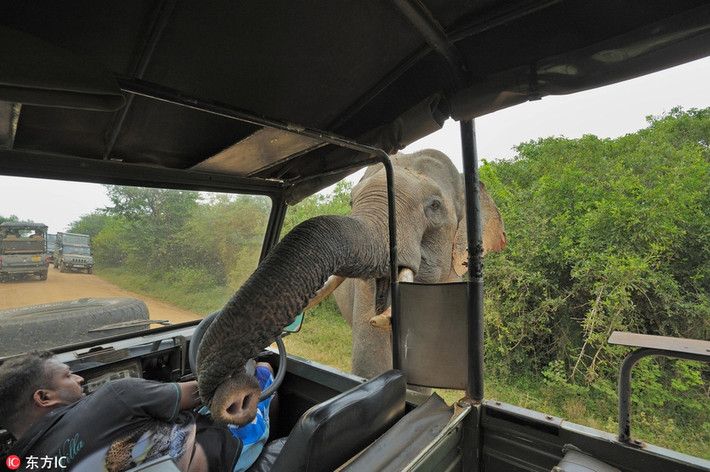 Trong công viên quốc gia Yala ở Sri Lanka, con voi khổng lồ thò chiếc vòi dài vào xe ô tô để ăn cắp thực phẩm từ khách du lịch. Con voi này được đặt tên là Gemunu và nó nổi tiếng với những màn trộm cắp công khai của mình.
