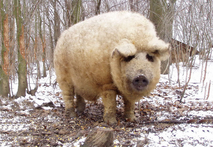 Lợn Mangalitsa hay còn gọi là lợn Mangalica. Đây là một giống lợn quý hiếm có nguồn gốc ở Hungary từ thế kỷ 19. Không giống với những loài lợn da trơn nhẵn, ít lông khác, lợn Mangalitsa lại có một bộ lông dày dậm, xù xì như một con cừu.