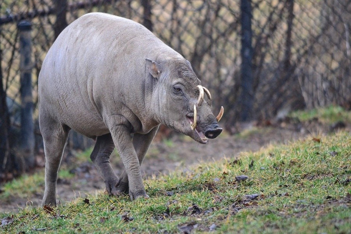 Nếu những chú lợn Babirusa này không tự mài những chiếc nanh của mình thì, theo tự nhiên, những chiếc nanh sẽ dài ngoằm ra và tự đâm thủng vào sọ của chúng.