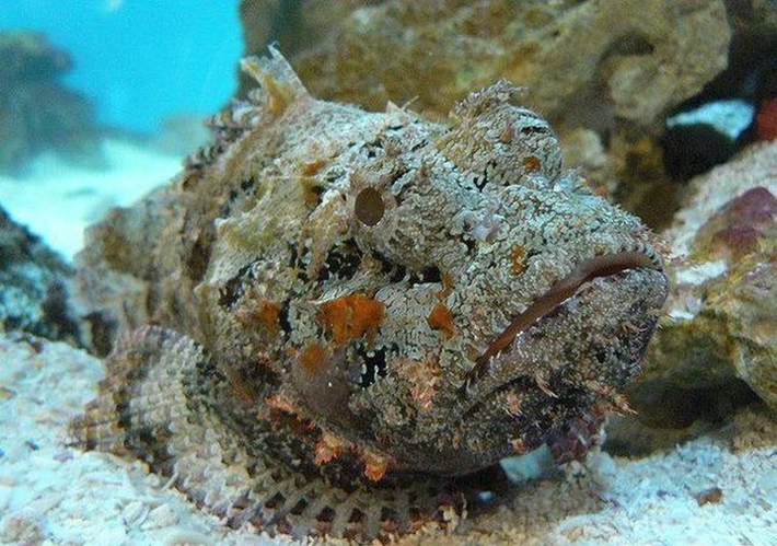 Cá mặt quỷ còn được gọi là cá đá, tên tiếng Anh là Stonefish, thuộc họ cá sư tử mặt thần được phát hiện lần đầu tiên vào năm 1801.