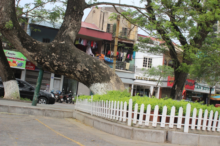Những cây cổ thụ cong, nghiêng, thậm chí thoải ra đường ở Hải Phòng vẫn được tồn tại nhiều năm qua.
