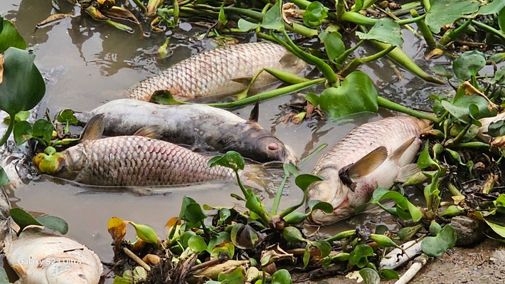 Gây lo lắng ô nhiễm môi trường.