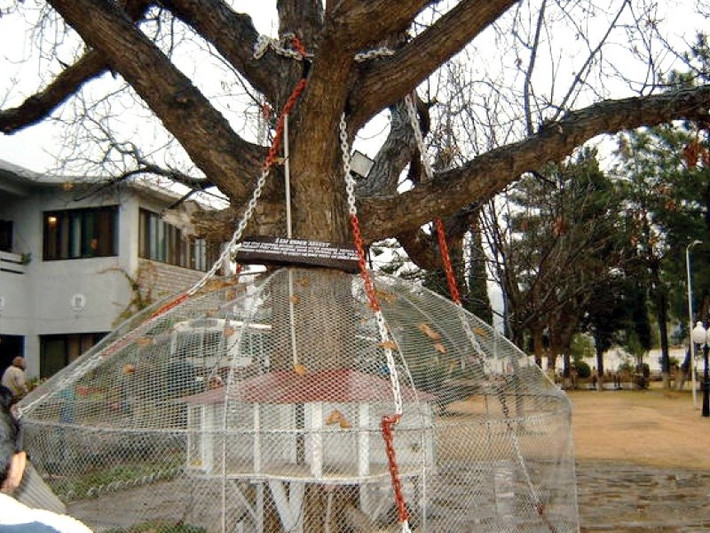 Nhiều người cũng cho rằng, cây bị giam cầm là một câu chuyện ngụ ngôn, nói về sự hà khắc của đạo luật mà người Anh đã ban hành trong thời kỳ thuộc địa. Ảnh: ASAD ZIA/EXPRESS.
