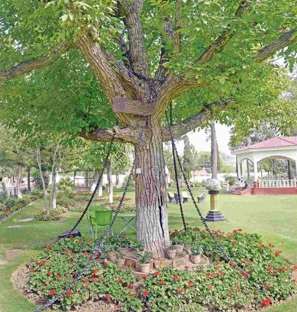Khu vực đóng quân ở thị trấn Landi Kotal, Pakistan, có một cây đa rất nổi tiếng, thu hút sự quan tâm đặc biệt của người bản địa và du khách. Quấn quanh cây đa này là những sợi xích khổng lồ, với mục đích ngăn chặn nó thoát ra ngoài. Ảnh: Amusing.