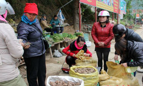 Tại trung tâm các huyện vùng cao Kỳ Sơn, Tương Dương, Quế Phong, dọc theo quốc lộ thường có những điểm chuyên bán các loại sản vật đặc trưng. Rất nhiều người miền xuôi lên công tác, hành khách qua đường ghé mua. Trong ảnh là điểm bán khoai sọ ở thị trấn Mường Xén (Kỳ Sơn).