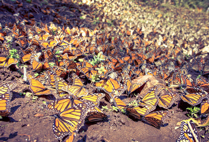 Bướm Monarch còn có tên gọi là bướm vua. Cứ vào khoảng tháng 8 hàng năm, bướm vua lại tổ chức một cuộc thiên di có quy mô hàng tỷ con. Đích đến của chúng là đỉnh núi Urquhart, Michoacan, Mexico. Ảnh: Carlos Adampol Galino.
