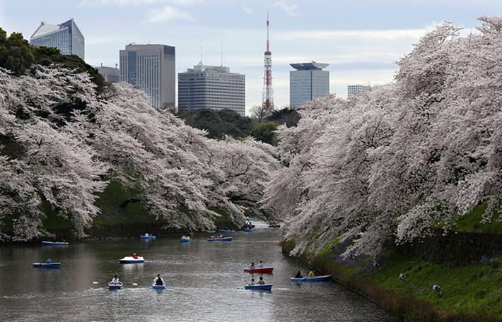 Người dân chèo thuyền dưới hào nước dọc theo Cung điện Hoàng gia ở Tokyo dưới thảm hoa Anh đào. Vào tháng 4 hàng năm, hàng trăm cây hoa Anh đào đồng loạt nở hoa khiến người ta liên tưởng đến những thảm mây trôi bồng bềnh. Ảnh: AP.