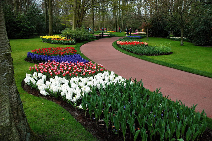 Công viên Keukenhof, còn được gọi là Vườn châu Âu ở Hà Lan. Công viên này tự hào khi có 4,5 triệu cây hoa tulip của 100 loài khác nhau. Du khách có thể chiêm ngưỡng vẻ đẹp của các loài tulip từ giữa tháng 3 đến tháng 5 hàng năm. Ảnh: Jack Versloot.