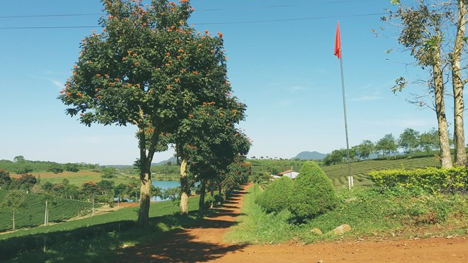 Bảo Lộc tháng 11 là mùa của trời xanh, nắng vàng. Sắc hoa dã quỳ vàng phủ kín những triền đồi, những con đường, mùa cà phê chín đỏ mọng.