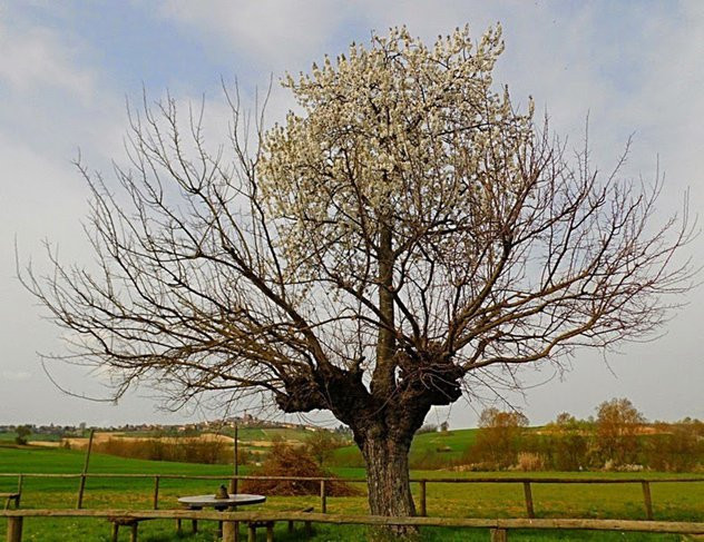 Vùng nông thôn của Piemonte, Italy gây chú ý bởi một cây sơ-ri mọc trực tiếp ngay trên ngọn của một cây dâu tằm. Người dân địa phương cho rằng, hạt giống cây sơ-ri có thể được một con chim tình cờ thả lên ngọn cây dâu tằm. Bằng cách nào đó, hạt giống đã nảy mầm và phát triển bằng cách bám rễ vào cây dâu tằm để hút chất dinh dưỡng nhằm tồn tại.